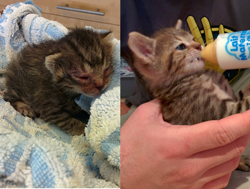 They Found A Helpless Kitten On The Ground Near The House. 8 Months Later…