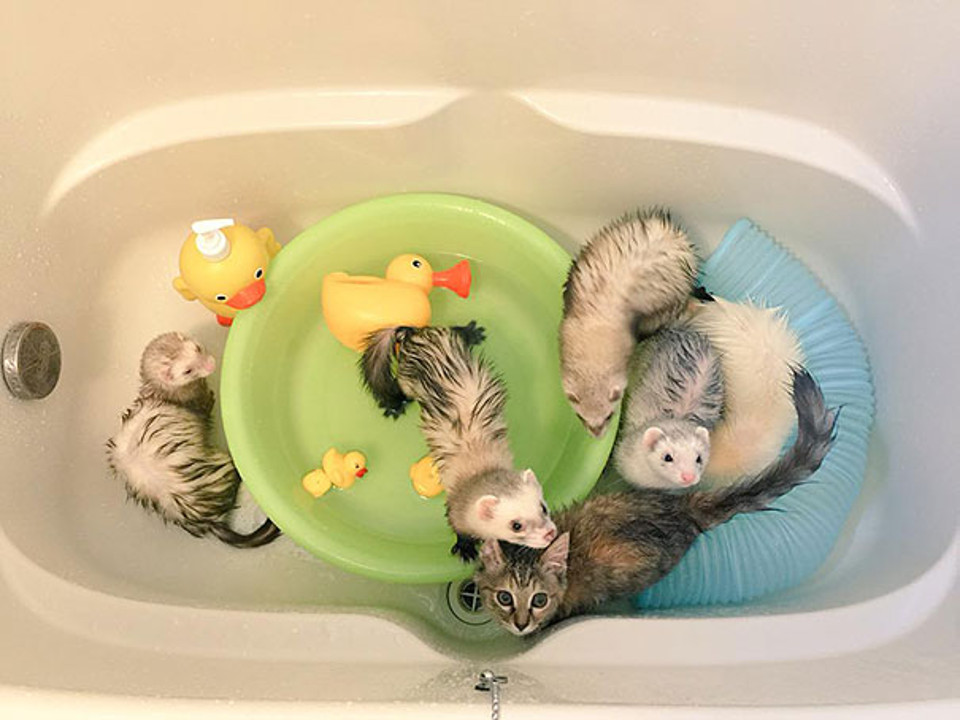 Kitten growing with ferrets