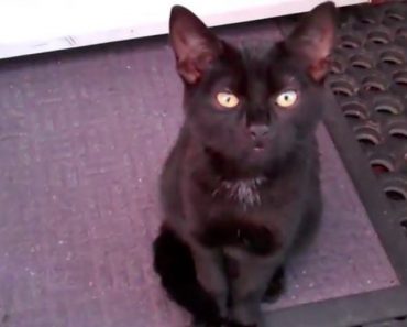 A Stray Black Kitten Shows Up At Family’s Doorstep, Demanding To Adopt Him