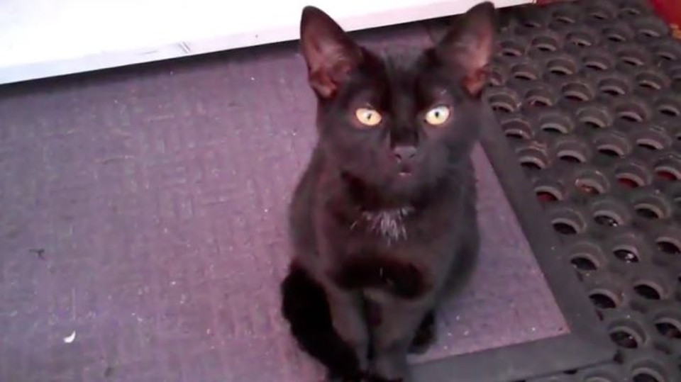 A Stray Black Kitten Shows Up At Family’s Doorstep, Demanding To Adopt Him