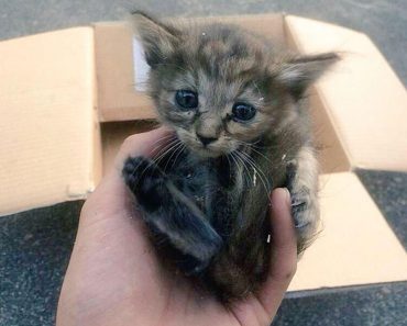 Orphaned Kitten Adopted And Taken In By Adorable Baby Ferret Family