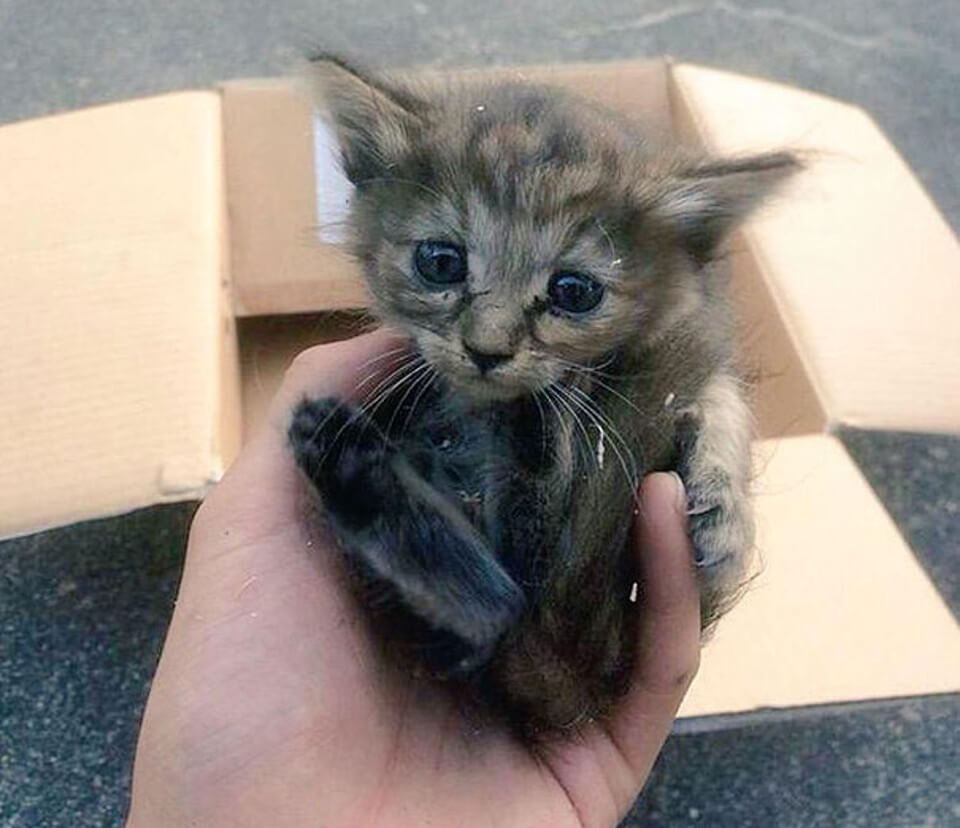 Orphaned Kitten Adopted And Taken In By Adorable Baby Ferret Family