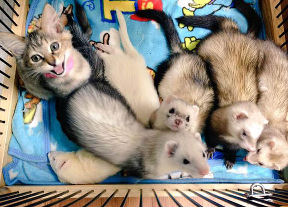 Kitten ferrets