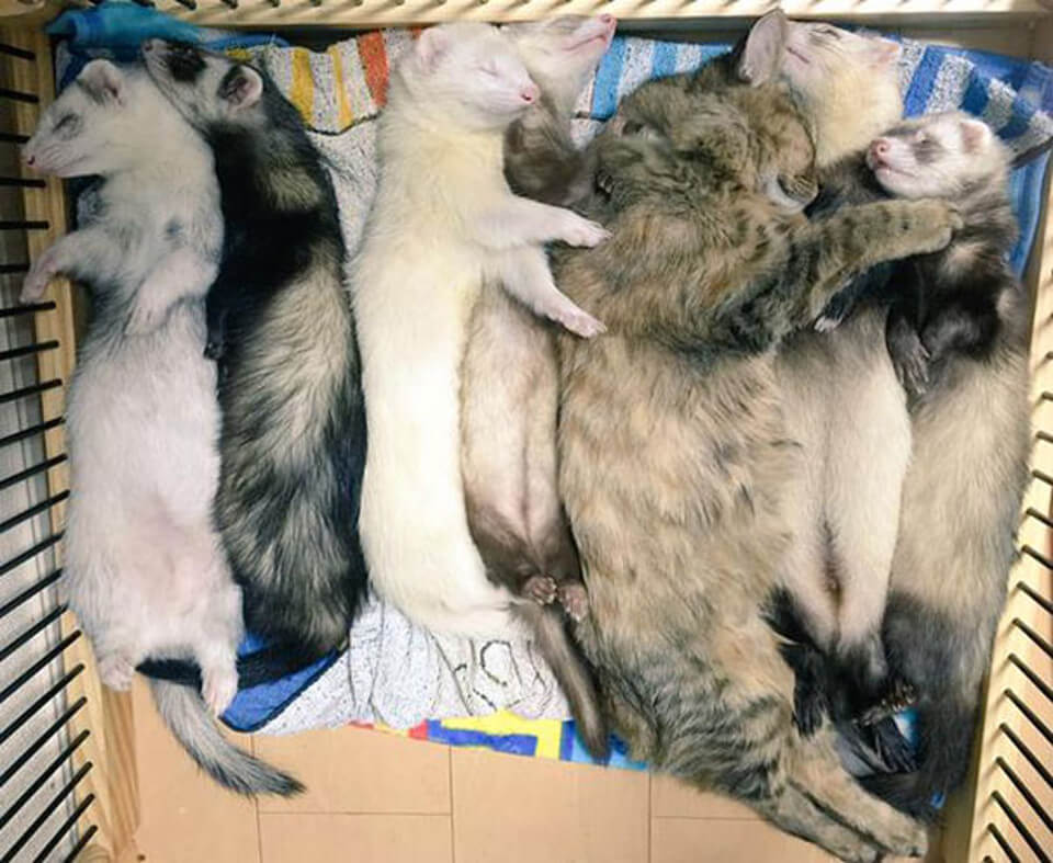 cat sleeping with ferrets