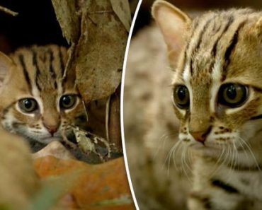 Say Hello To The World’s Smallest Cat