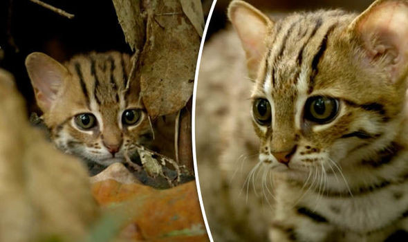Say Hello To The World’s Smallest Cat