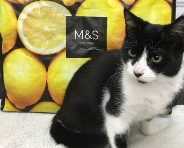 Kitten Found Zipped Up In a Marks And Spencer’s Freezer Bag