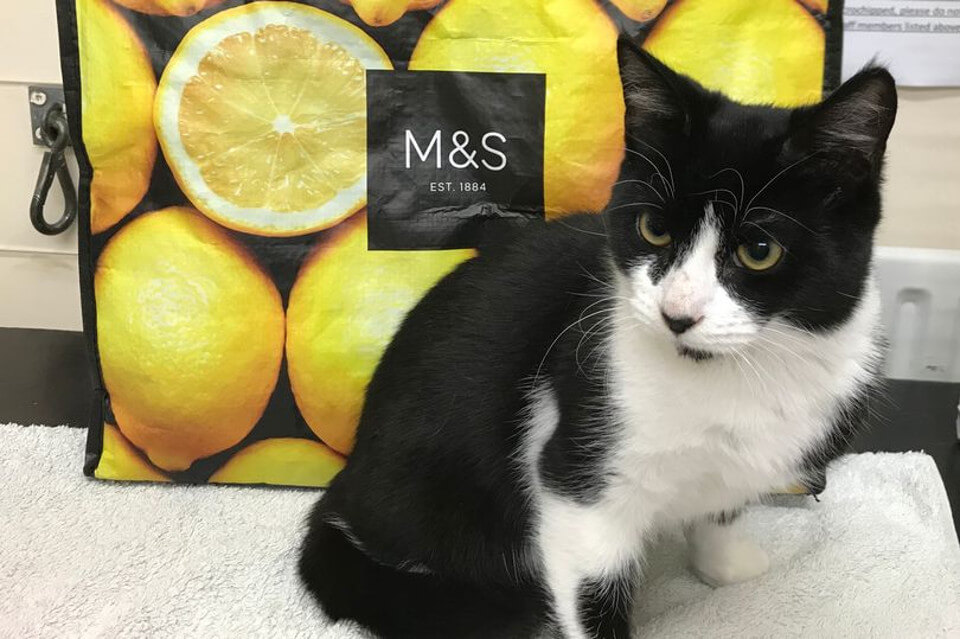 Kitten Found Zipped Up In a Marks And Spencer’s Freezer Bag