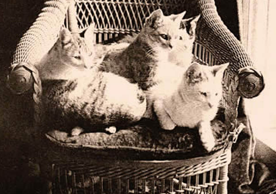 Twain cats