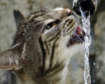 Your Cat Needs Less Water Than You Think She Does