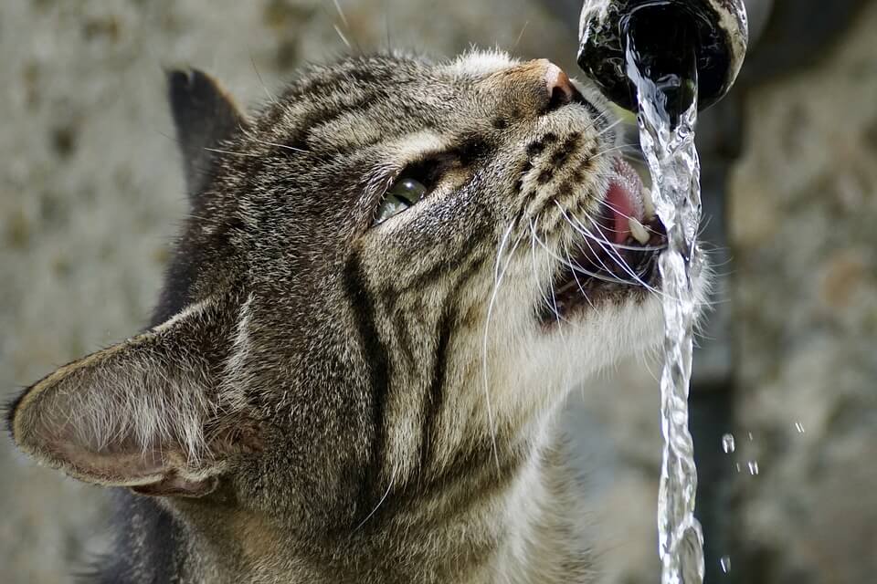 Your Cat Needs Less Water Than You Think She Does