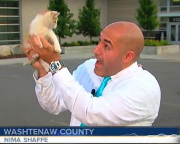 Stray Kitten Interrupts Live Broadcast and Immediately Gets Put on TV