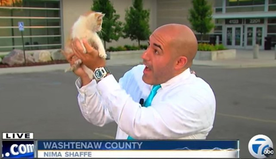 Stray Kitten Interrupts Live Broadcast and Immediately Gets Put on TV