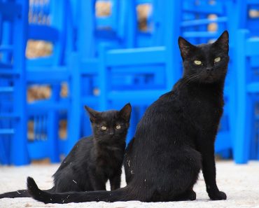 People Are Dumping Black Cats Because They Don’t Look Good In Selfies