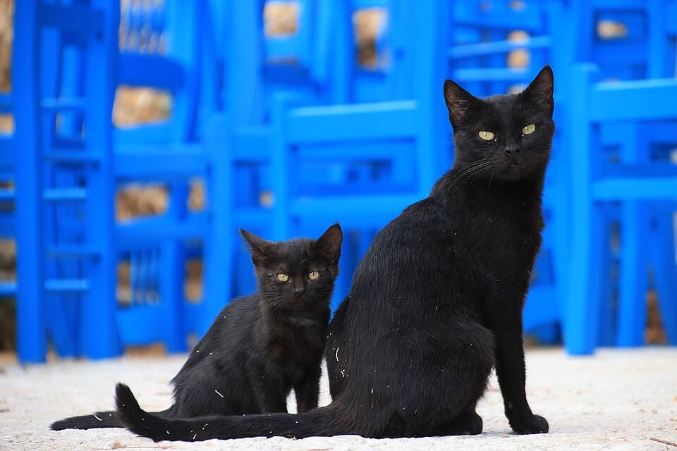 People Are Dumping Black Cats Because They Don’t Look Good In Selfies