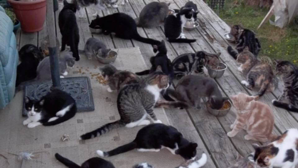 Hundreds Of House Cats Are Being ‘Dumped’ On Farmers