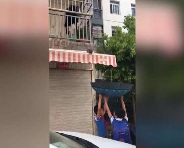 Two Kids Used An Umbrella To Save A Kitten Trapped On a Canopy