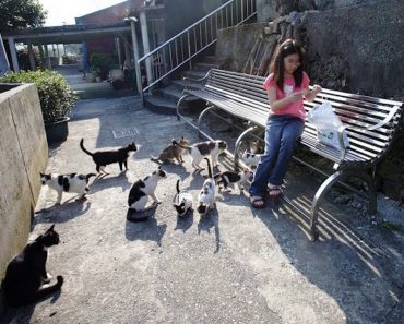 Village in Taiwan Has Been Taken Over By Hundreds Of Cats