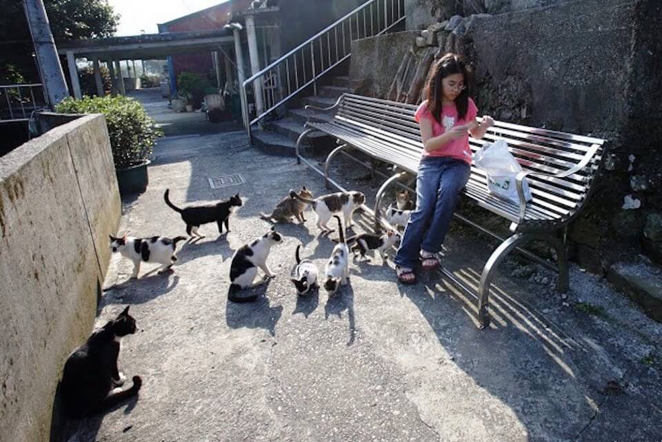 Village in Taiwan Has Been Taken Over By Hundreds Of Cats