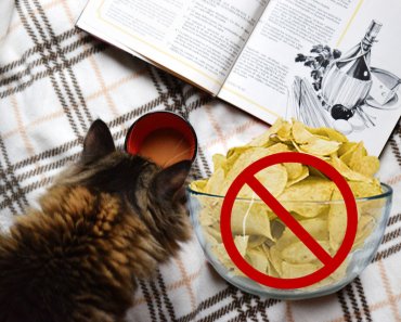 Can Cats Eat Chips?