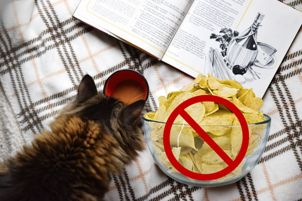 Can Cats Eat Chips?