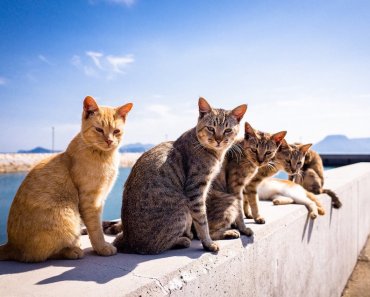 Where Is The Island Full Of Cats?