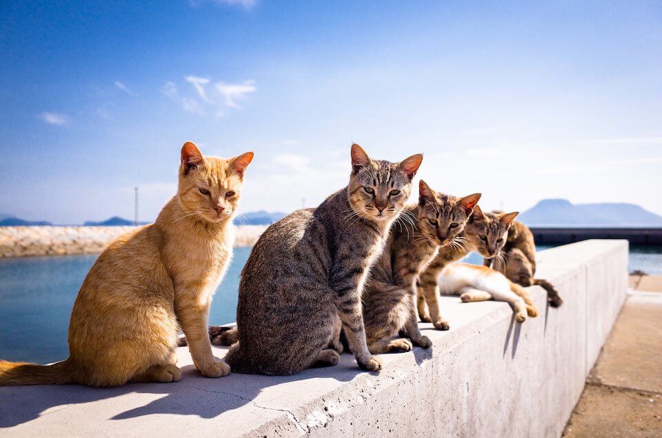 Aoshima, also known as 'Cat Island' has a cat population that is a sixfold  increase over the human inhabitants. : r/interestingasfuck